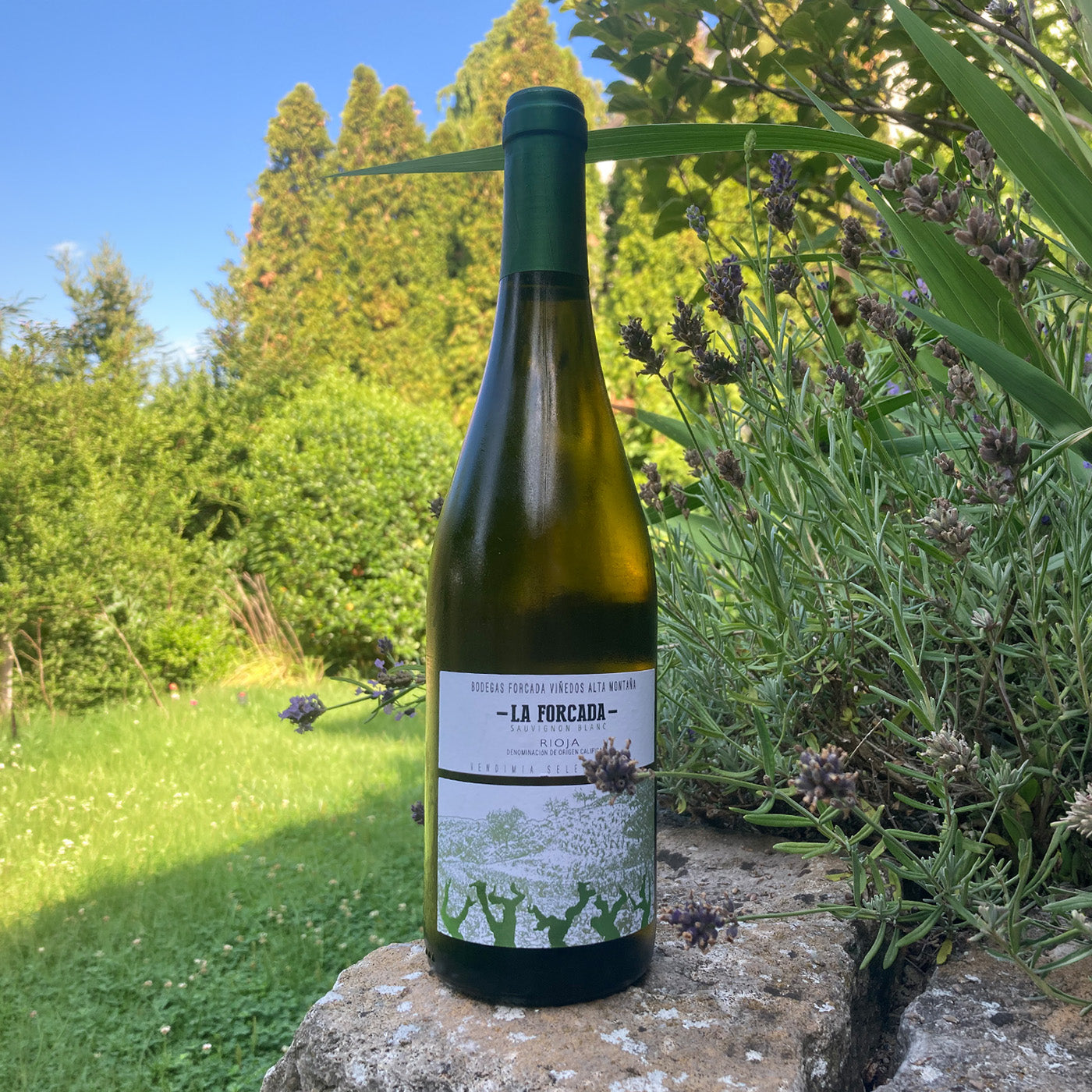 Bodegas Forcada / Sauvignon Blanc - La Forcada - Weiß (0,75L)